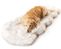 golden retriever resting on faux fur runner on white background