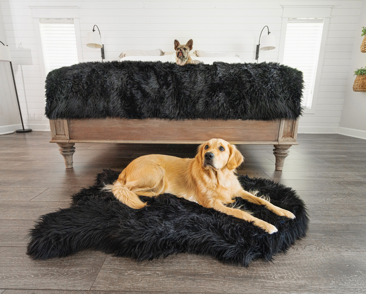 golden retriever and french bulldog posing on midnight black bundle