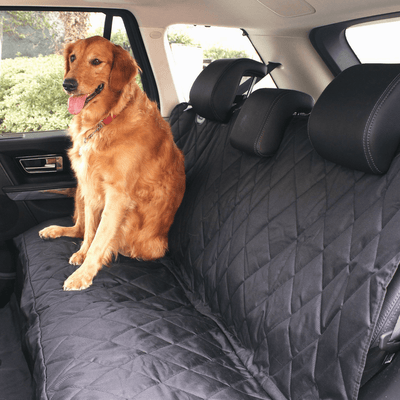 dog siting on back seat covered by a backseat car cover