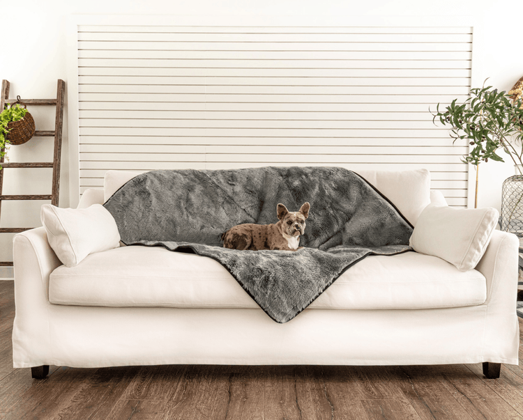 french bulldog on charcoal grey blanket on white couch