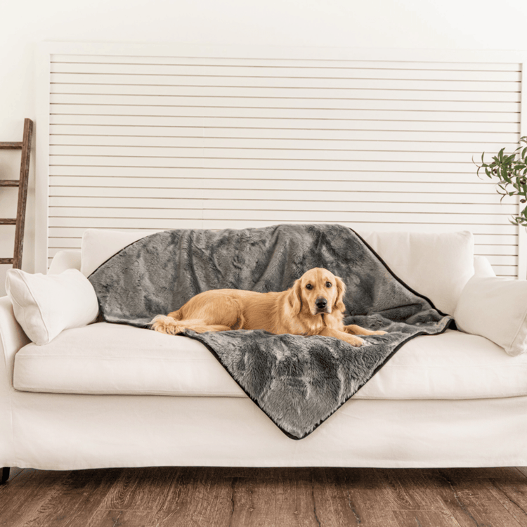 golden retriever resting on charcoal grey short fur blanket on white couch