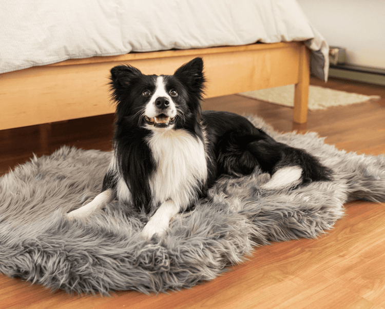 Border Collie Dog smiling on charcoal grey luxurious pet bed rug in bedroom