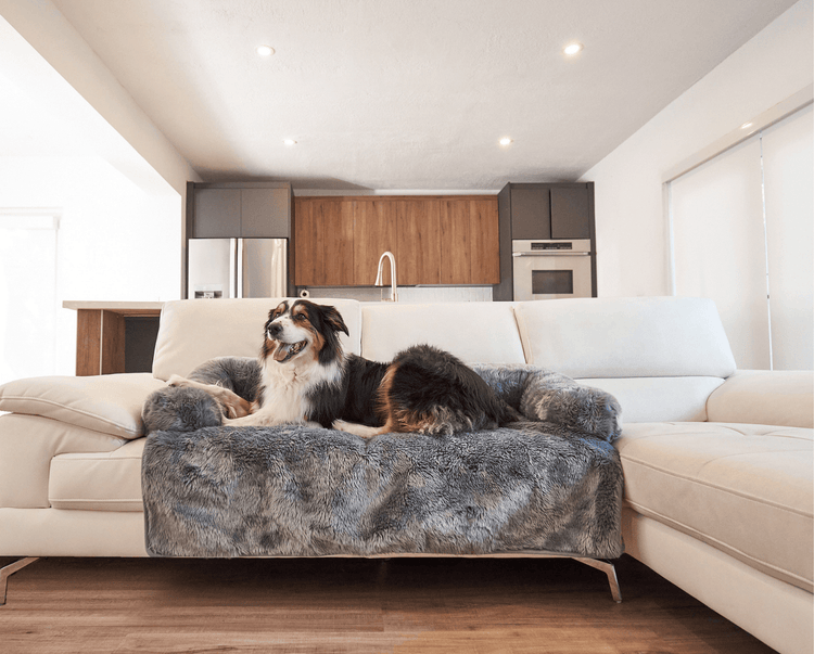 Black and White Dog resting on Charcoal Grey Couch Lounger in living room