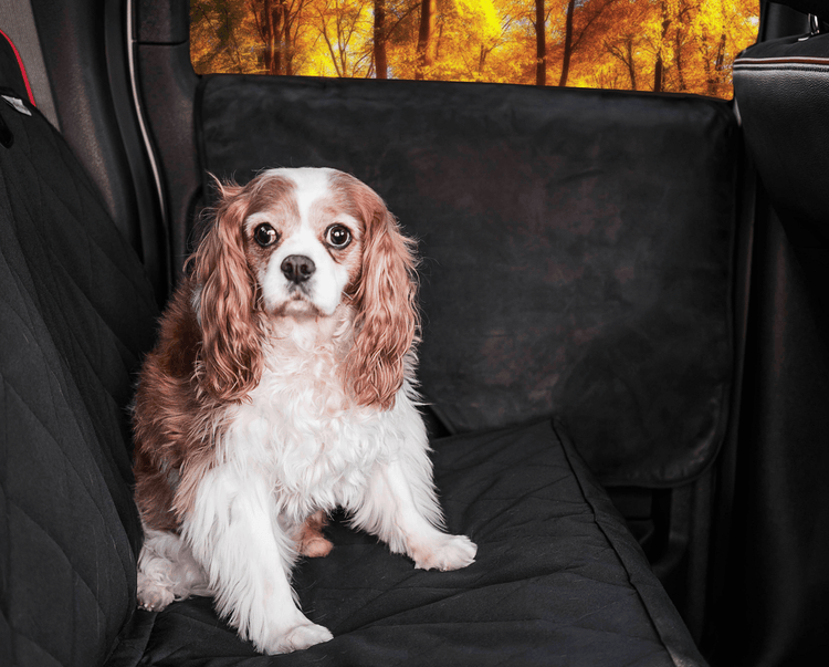 dog sitting on car protected by car door guards