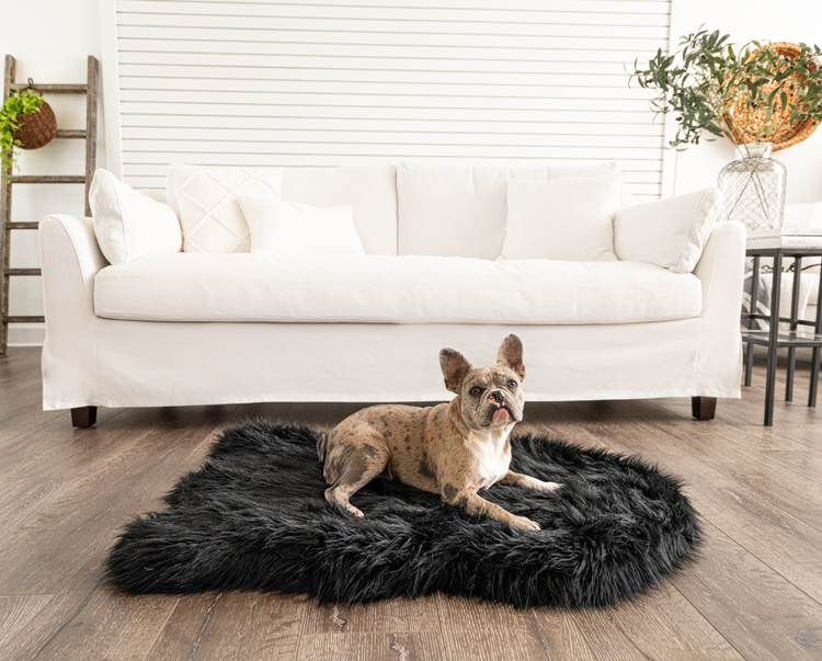 french bulldog on midnight black orthopedic  bed