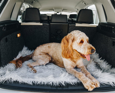 goldendoodle dog in the car on a grey faux fur dog bed