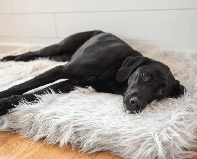 PupRug™ Orthopedic Bed + Matching Waterproof Blanket Bundle - Rectangle Grey