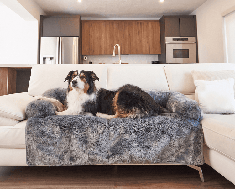 Black and White Dog resting on Charcoal Grey Couch Lounger in living room