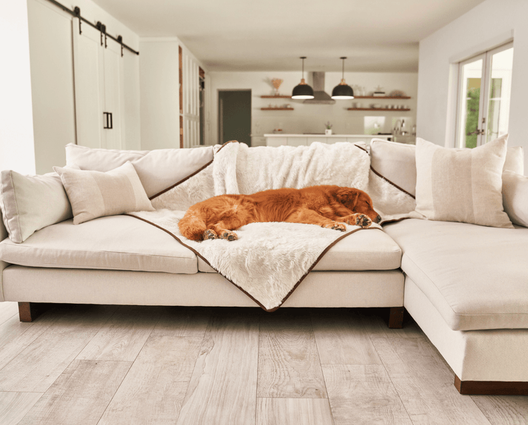 golden retriever dog resting on white faux fur throw blanket on white couch