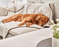 golden retriever dog sleeping on cozy faux fur white pet blanket