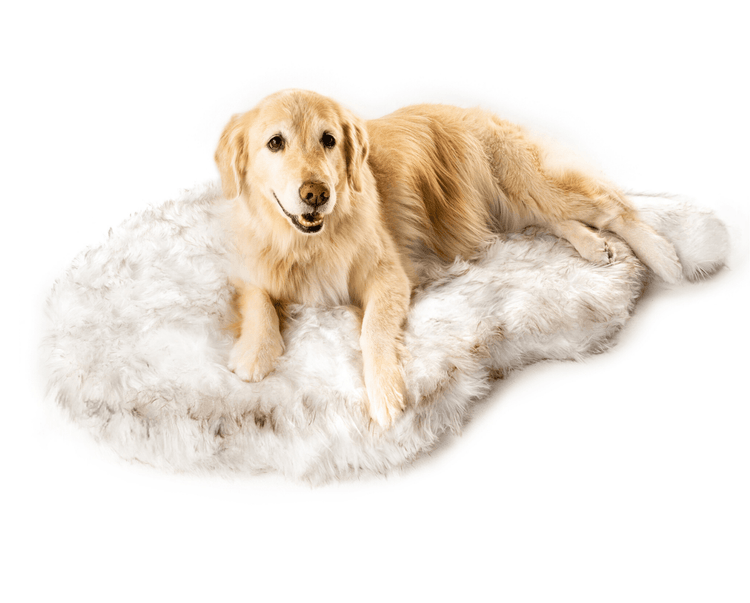 Golden Retriever on White Faux Fur Bed