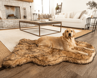 golden retriever dog resting on tan faux fur dog bed