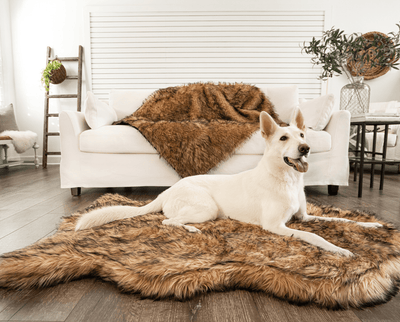 white german shepherd resting on tan faux fur dog bed with matching blanket on couch in view