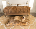 golden retriever and french bulldog on matching sable tan faux fur dog bed and blanket