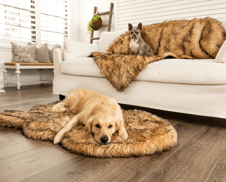 golden retriever and french bulldog on matching sable tan faux fur dog bed and blanket