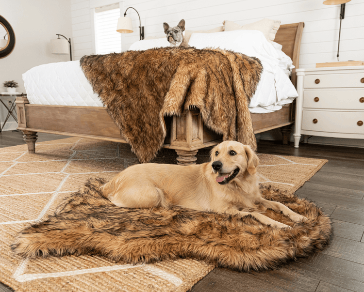 golden retriever and french bulldog on matching sable tan faux fur dog bed and blanket