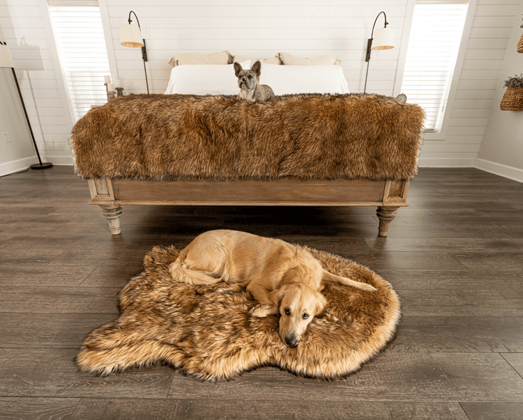 golden retriever and french bulldog on matching sable tan faux fur dog bed and blanket