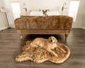 golden retriever and french bulldog on matching sable tan faux fur dog bed and blanket