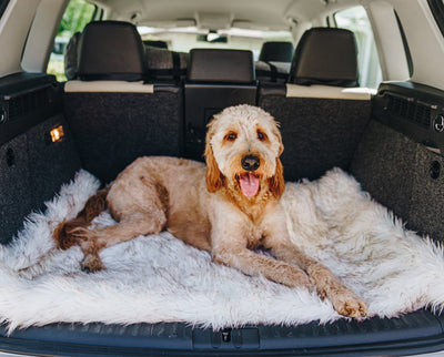 happy dog in the cargo area of a car with a faux fur white bed